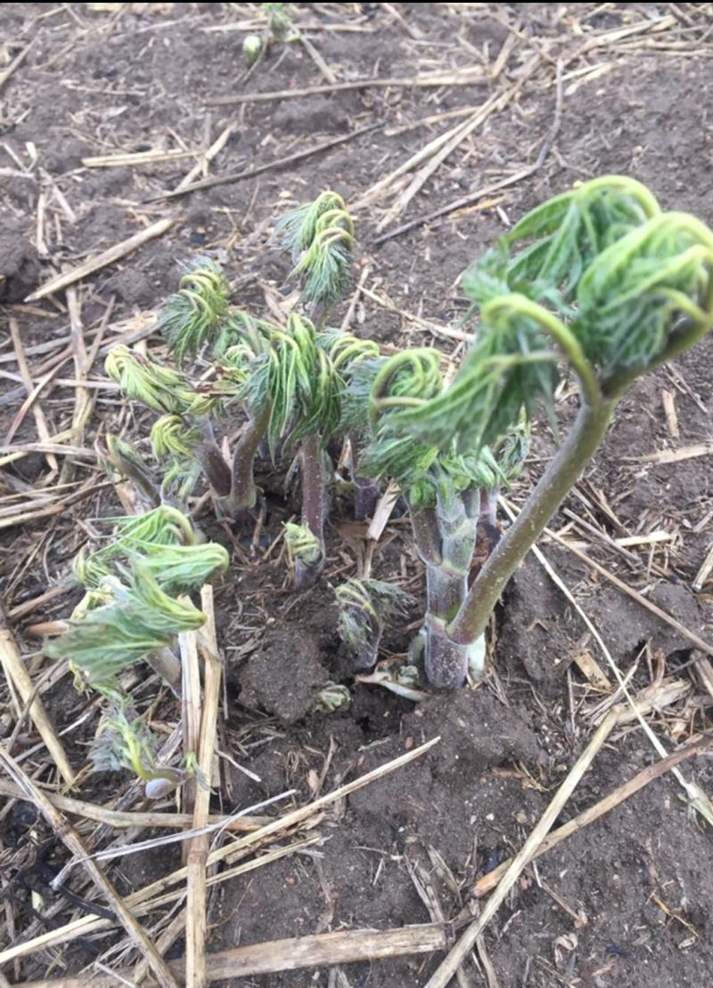 升麻苗山野菜苦嫩芽苗升麻种苗山野菜种苗