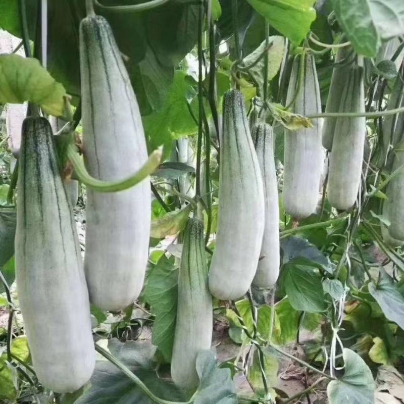 【牛商推荐】山东昌乐甜瓜羊角密甜瓜，产地直发，量大从优