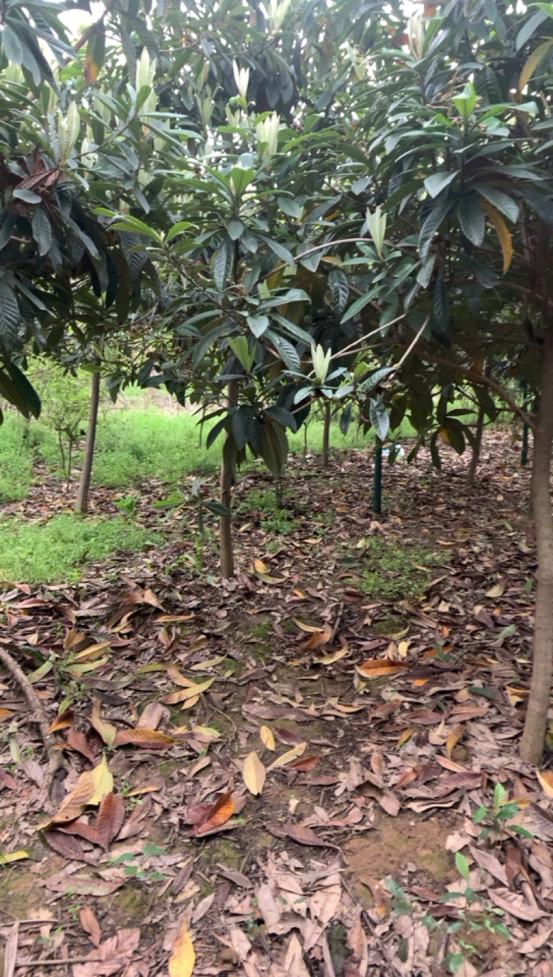 枇杷树，树干笔直，枝繁叶茂一次合作，终身朋友