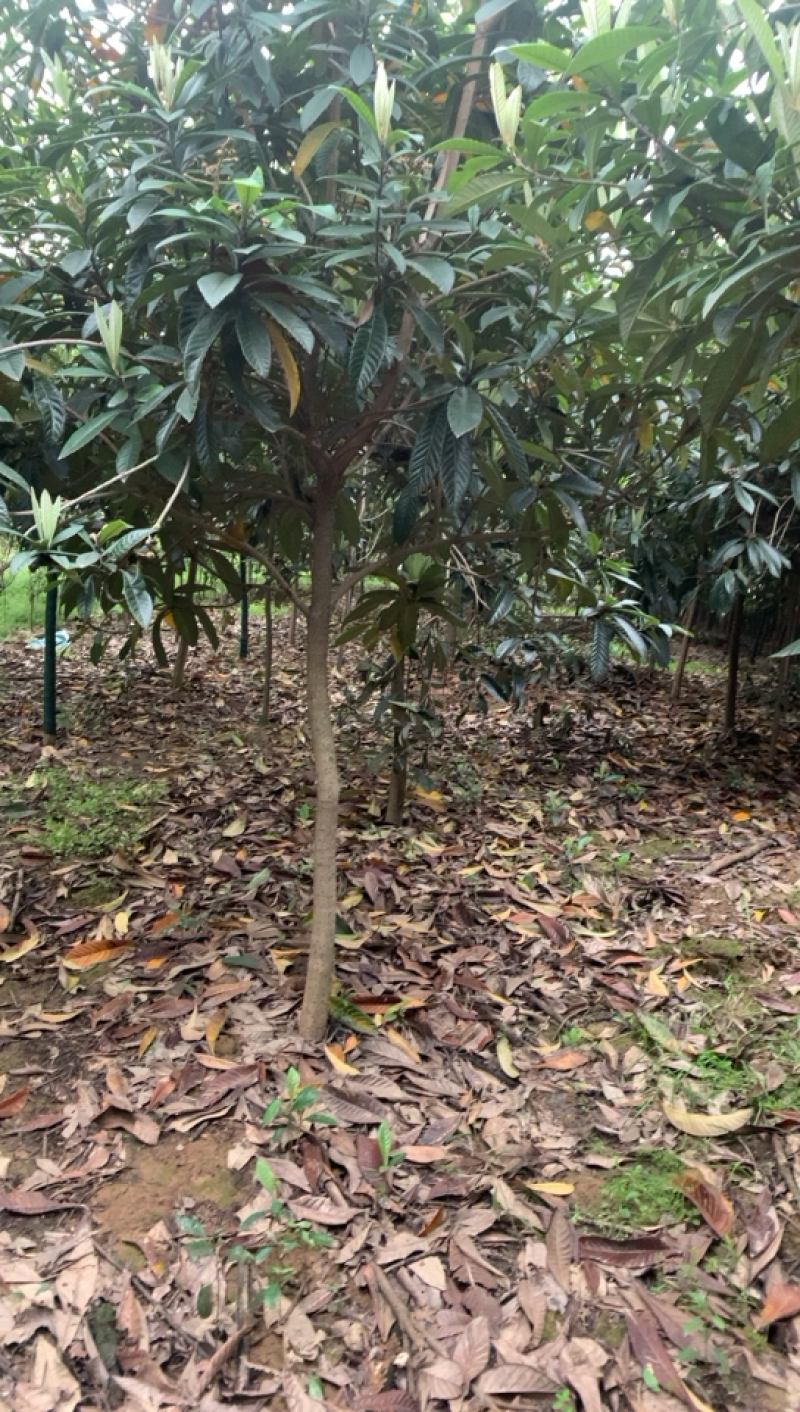 枇杷树，树干笔直，枝繁叶茂一次合作，终身朋友
