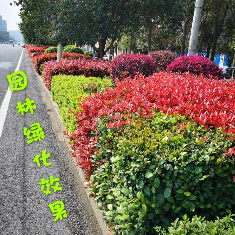 【自产自销】红叶石楠苗红叶石楠树红叶石楠球【批发价包邮】