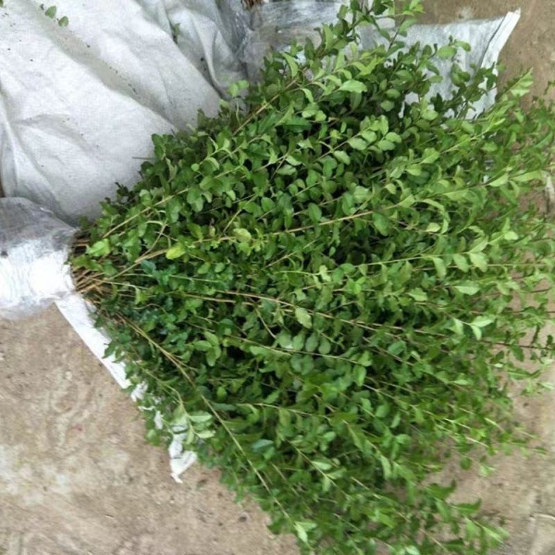 金叶女贞苗小叶女贞树苗庭院别墅绿化苗木篱笆植物灌木包活包