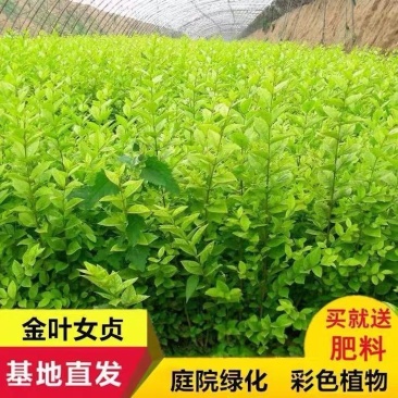 金叶女贞苗小叶女贞树苗庭院别墅绿化苗木篱笆植物灌木包活包