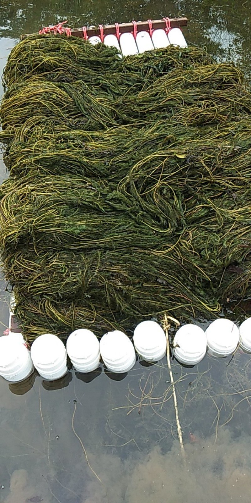 金鱼藻鱼虾蟹龟养殖种植水草