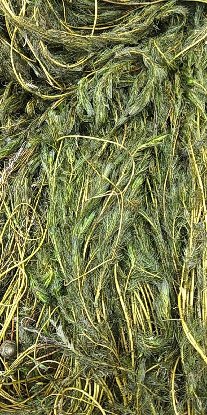 金鱼藻鱼虾蟹龟养殖种植水草