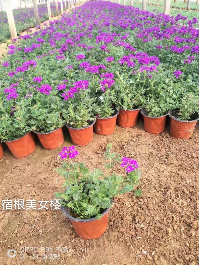 宿根美女樱花开时间长铺地生根花期不断基地大量供应
