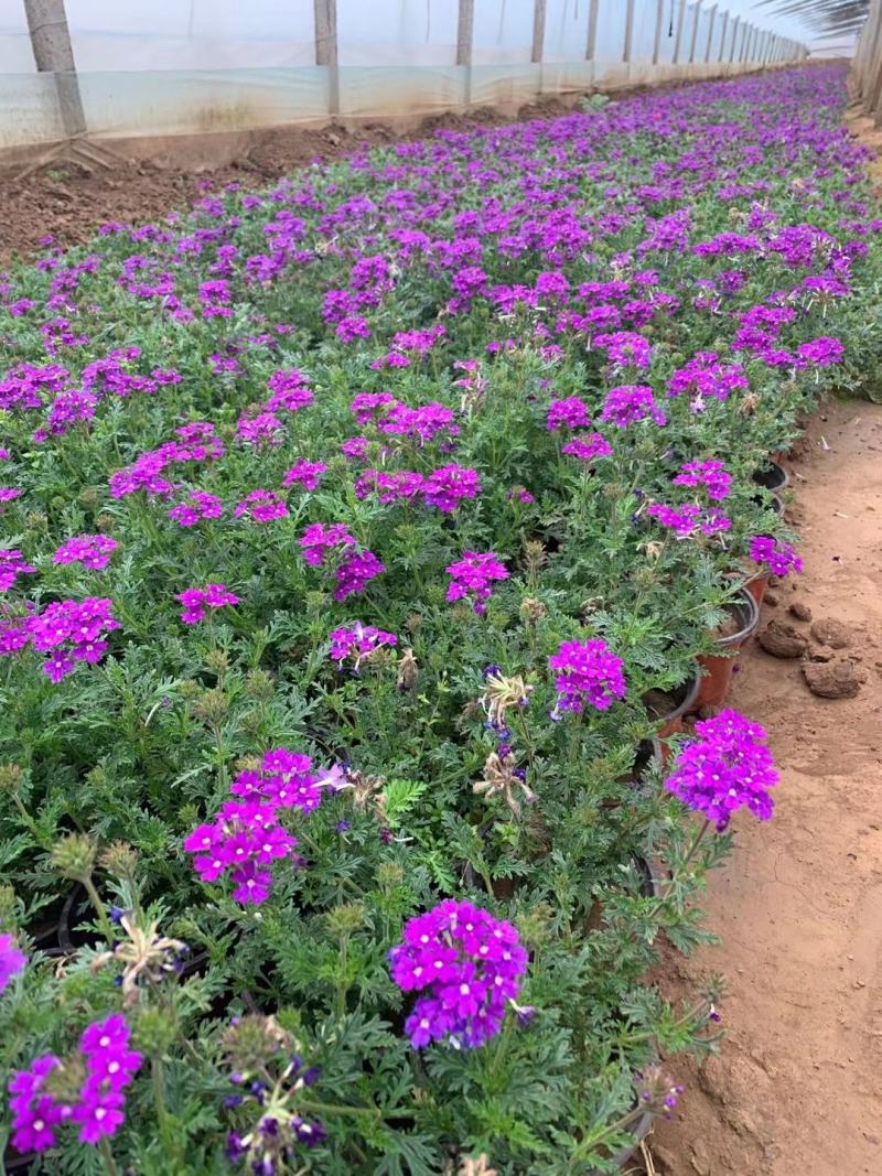 宿根美女樱花开时间长铺地生根花期不断基地大量供应