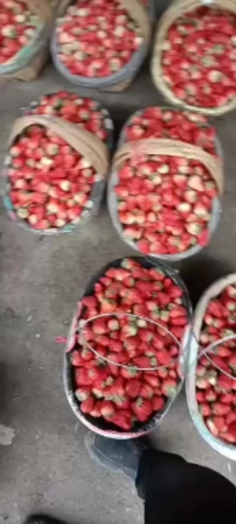 红颜草莓，大量现货，现摘现卖，有需要的可以联系我