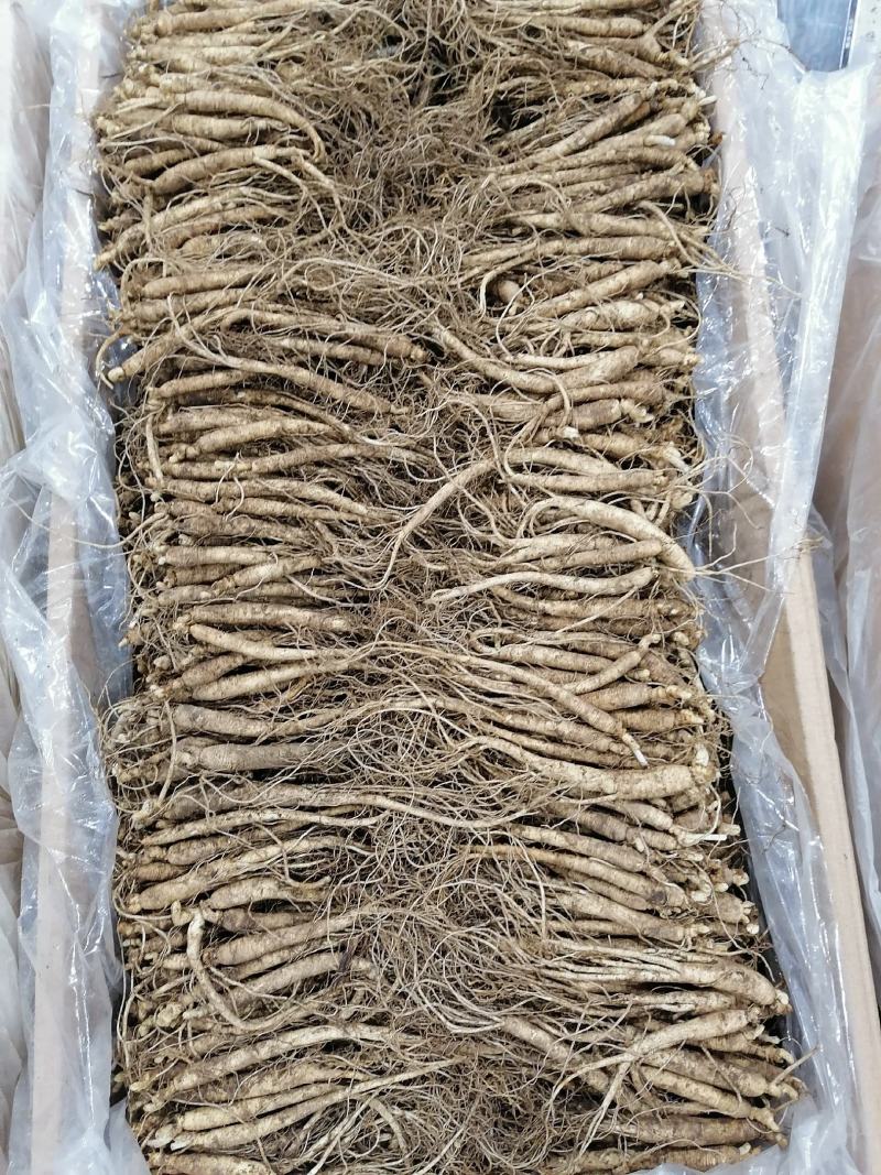 人参【参农一手】自家种植长白山鲜人参批发零售！质量保证。