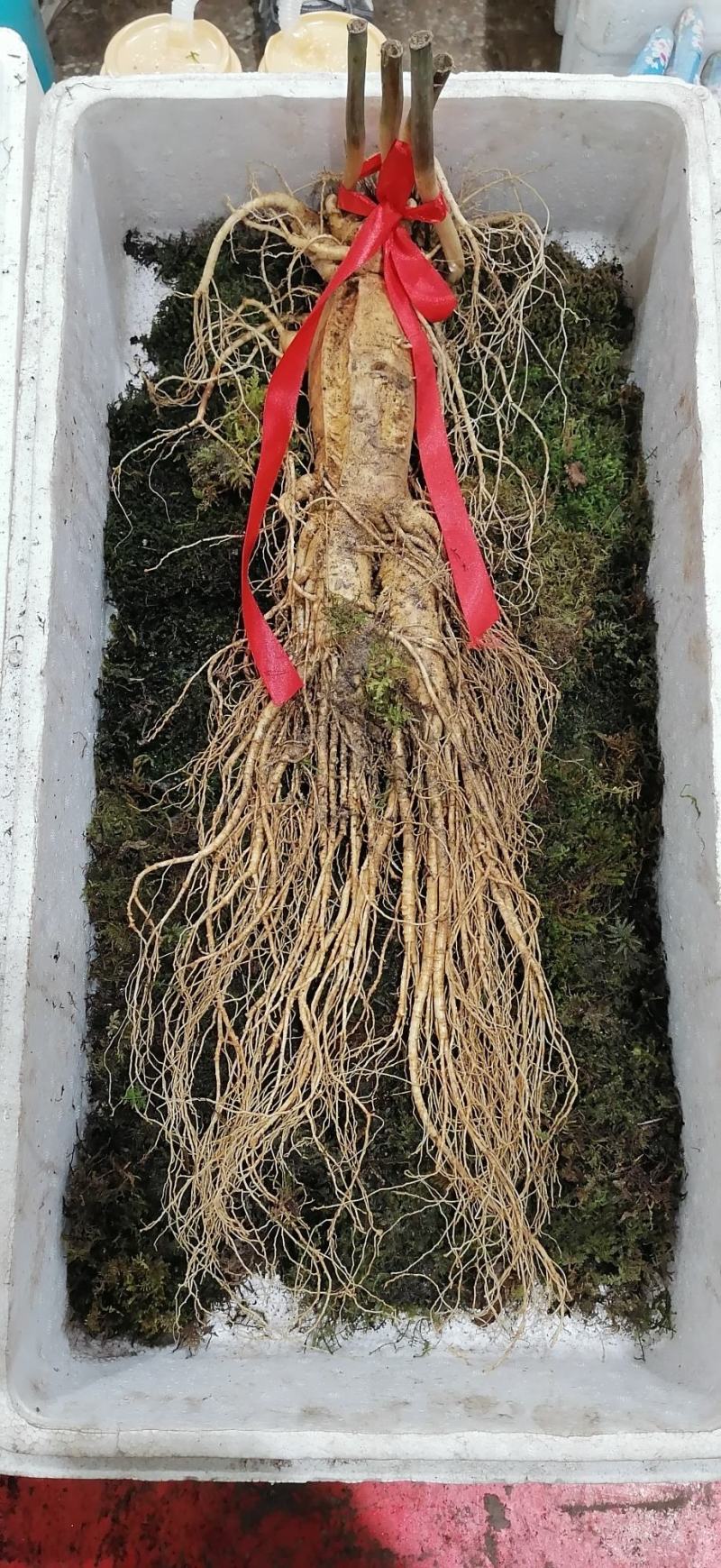 人参【参农一手】自家种植长白山鲜人参批发零售！质量保证。