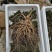 人参【参农一手】自家种植长白山鲜人参批发零售！质量保证。