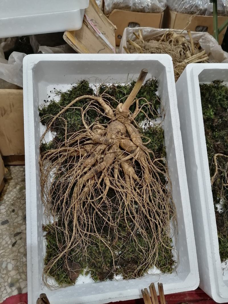 人参【参农一手】自家种植长白山鲜人参批发零售！质量保证。
