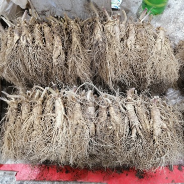 人参【参农一手】自家种植长白山鲜人参批发零售！质量保证。