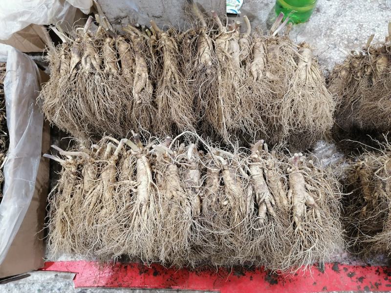 人参【参农一手】自家种植长白山鲜人参批发零售！质量保证。
