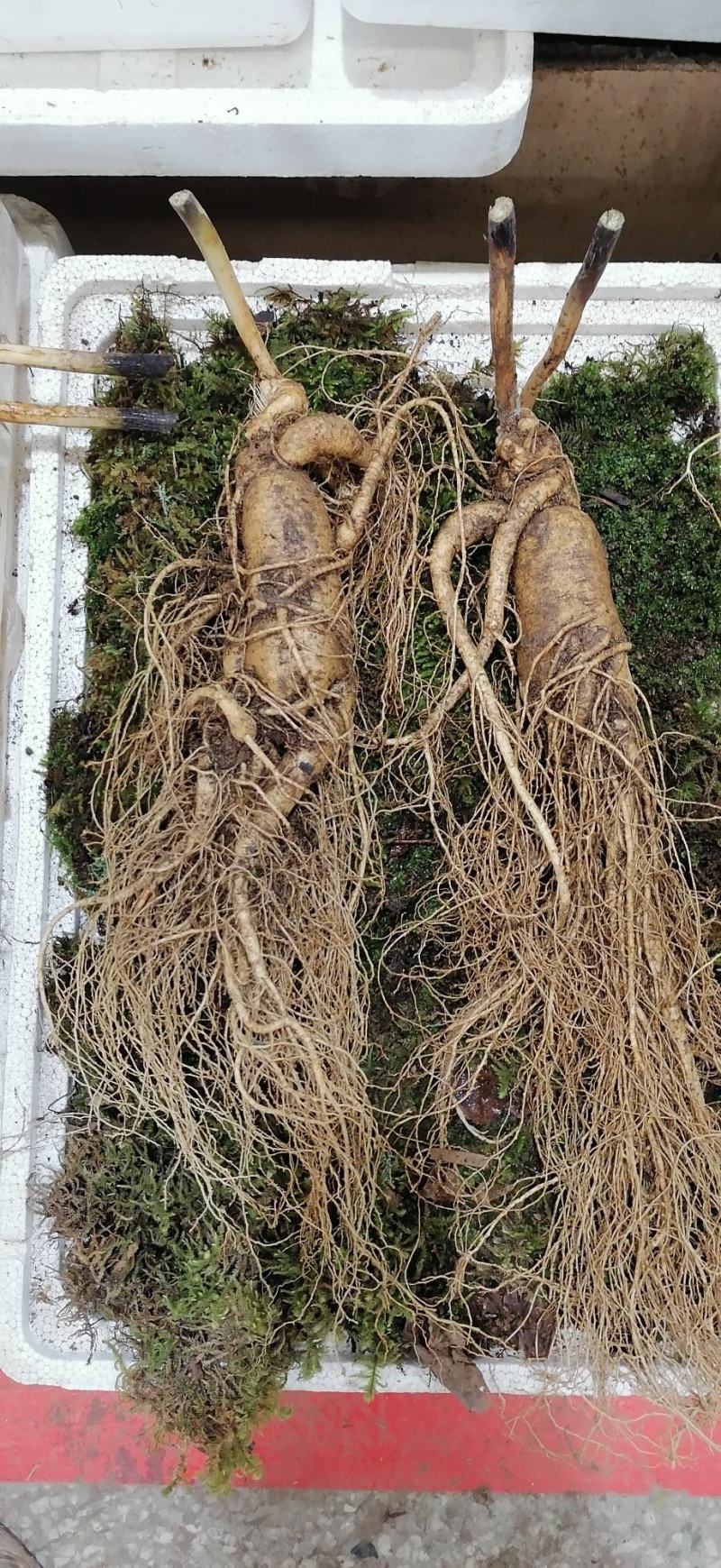 人参【参农一手】自家种植长白山鲜人参批发零售！质量保证。