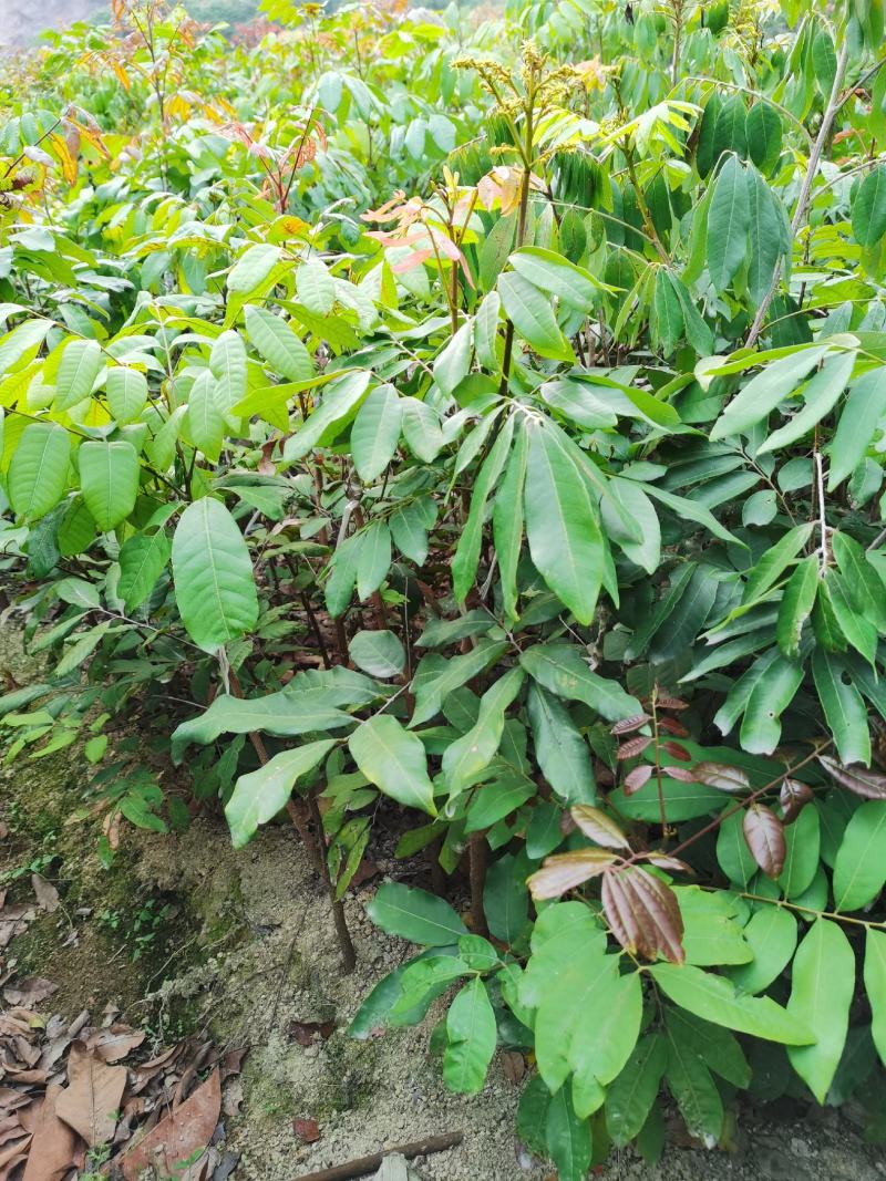 龙眼树苗，四季龙眼石峡龙眼，古山二号龙眼，嫁接苗，实生苗
