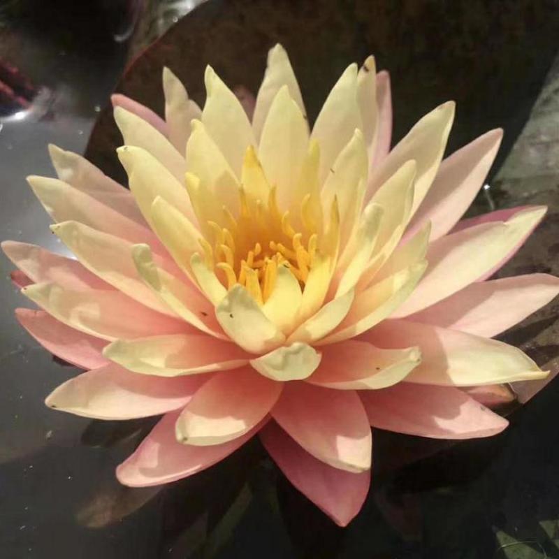 大睡莲根块池塘水池水养根块四季开花水培盆栽植物莲花荷花苗