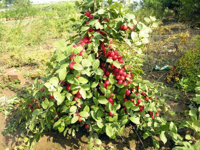 钙果种子钙果树当年结果中华钙果农大钙果欧李树苗钙果
