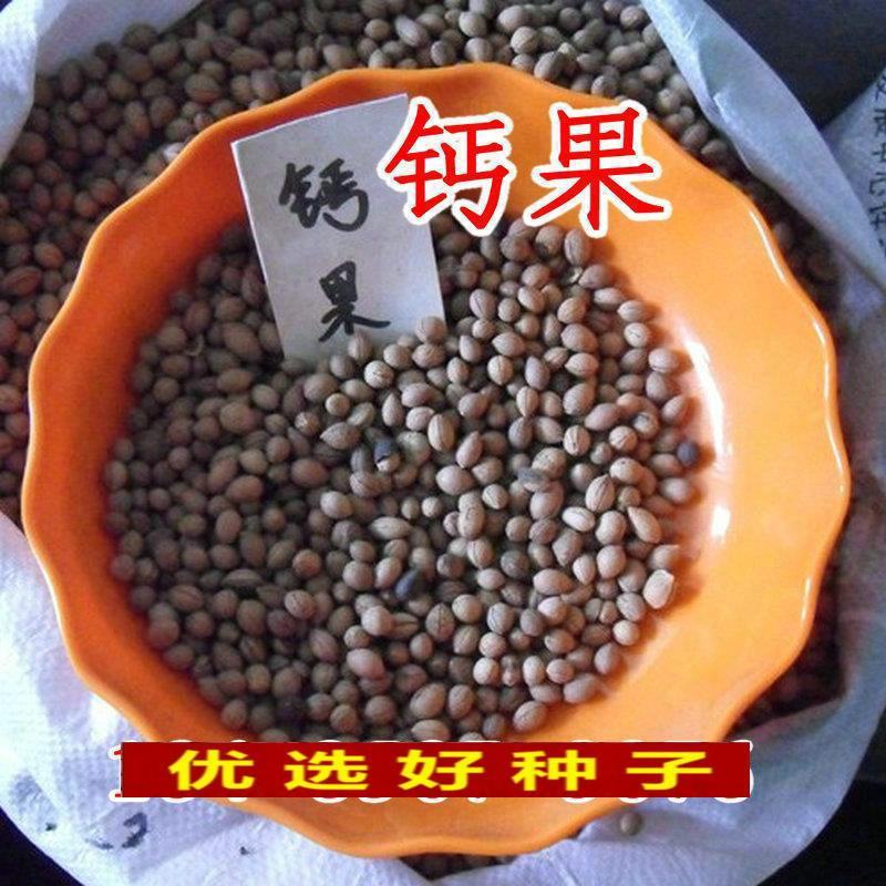 钙果种子钙果树当年结果中华钙果农大钙果欧李树苗钙果