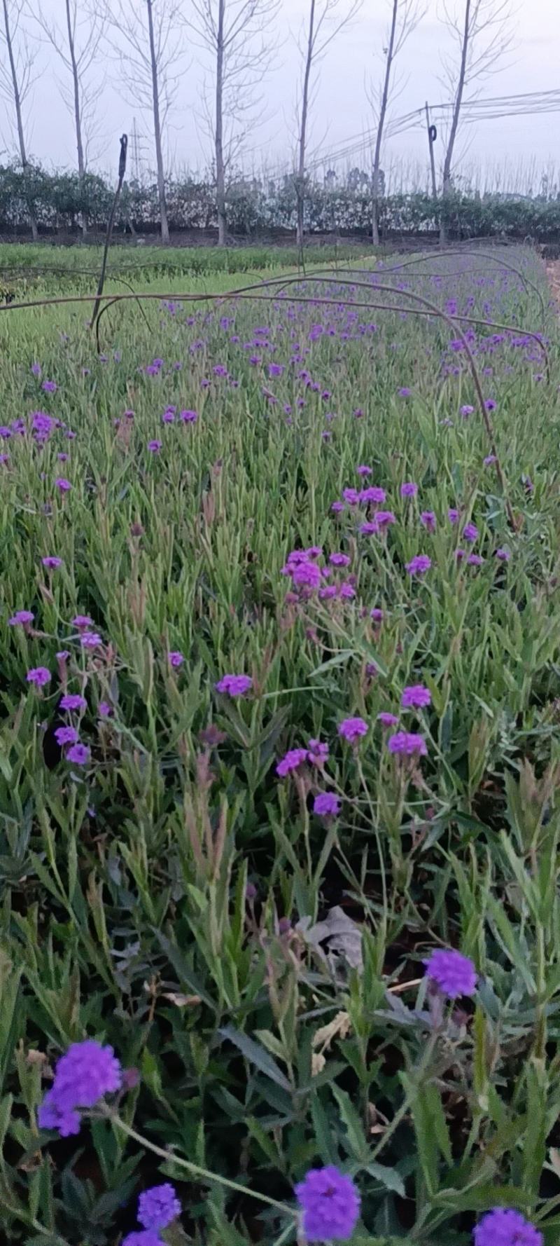 马鞭草柳叶马鞭草马鞭草绿化马鞭草小苗