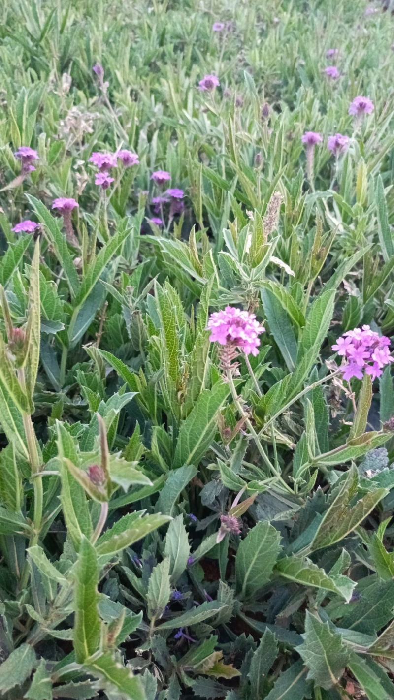 马鞭草柳叶马鞭草马鞭草绿化马鞭草小苗