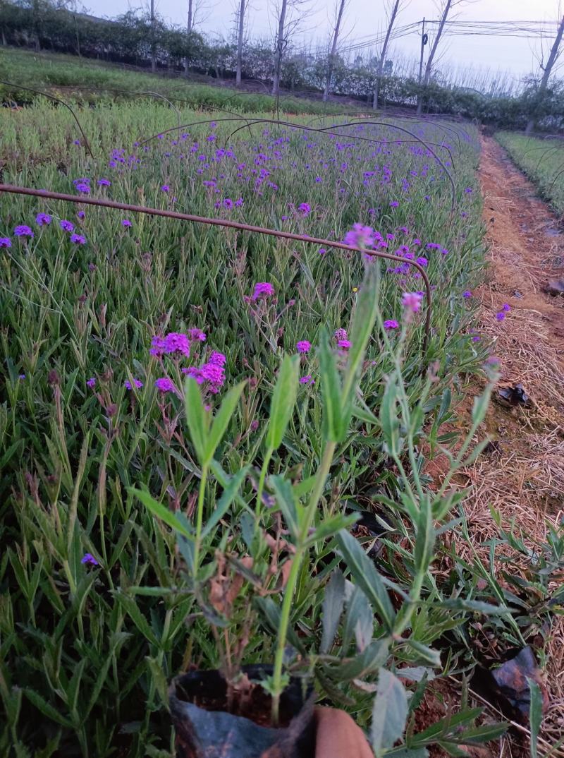 马鞭草柳叶马鞭草马鞭草绿化马鞭草小苗