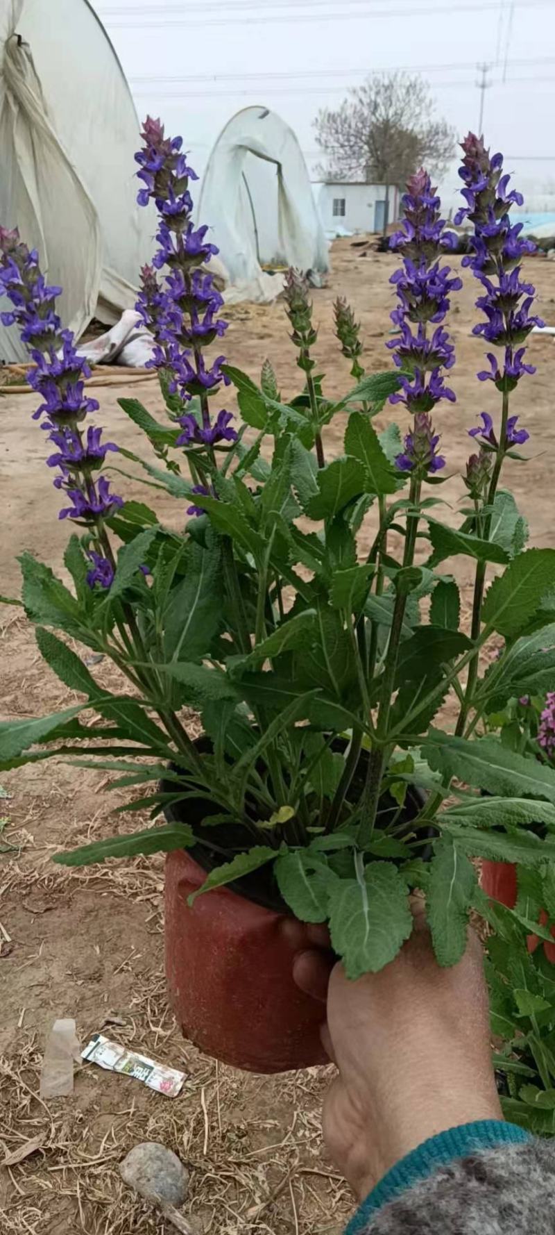 宿根蓝霸鼠尾草穴盘苗