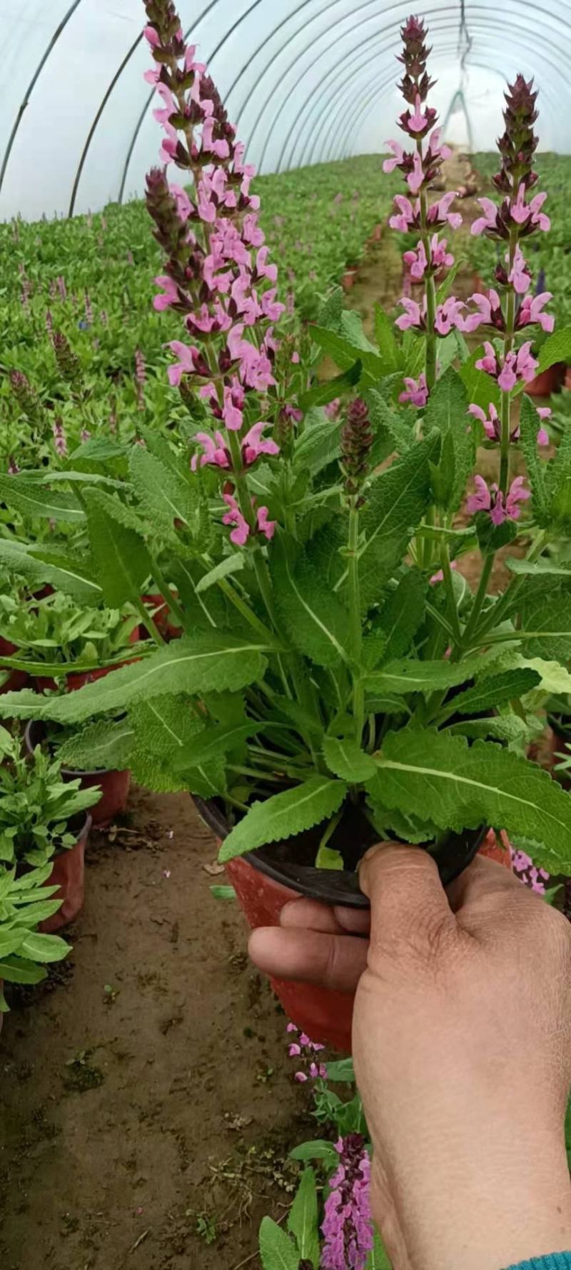 宿根蓝霸鼠尾草穴盘苗