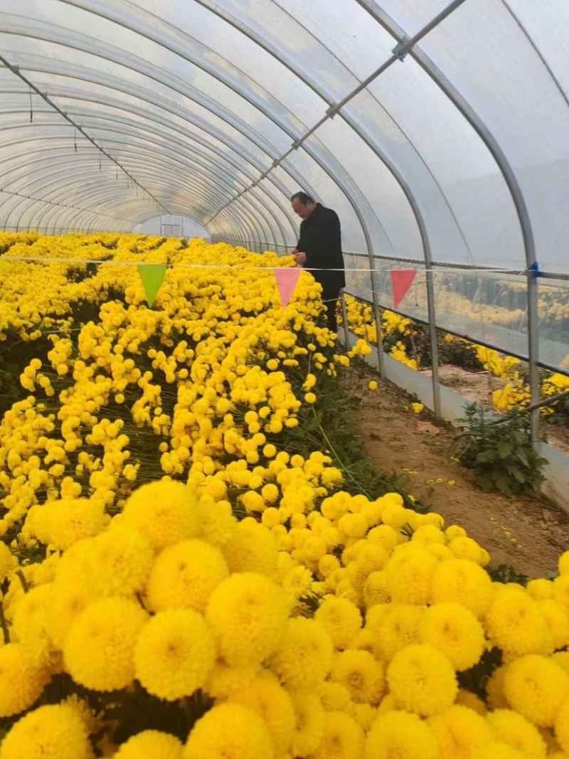 金丝皇菊北京菊杭白菊胎菊各个菊花品种