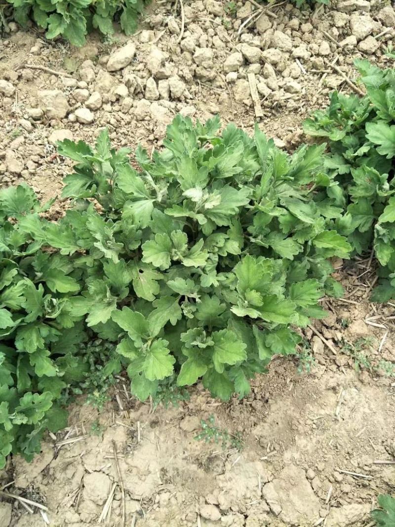 金丝皇菊北京菊杭白菊胎菊各个菊花品种
