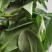 常年出售四季绿色环保蔬菜精品野生荠菜
