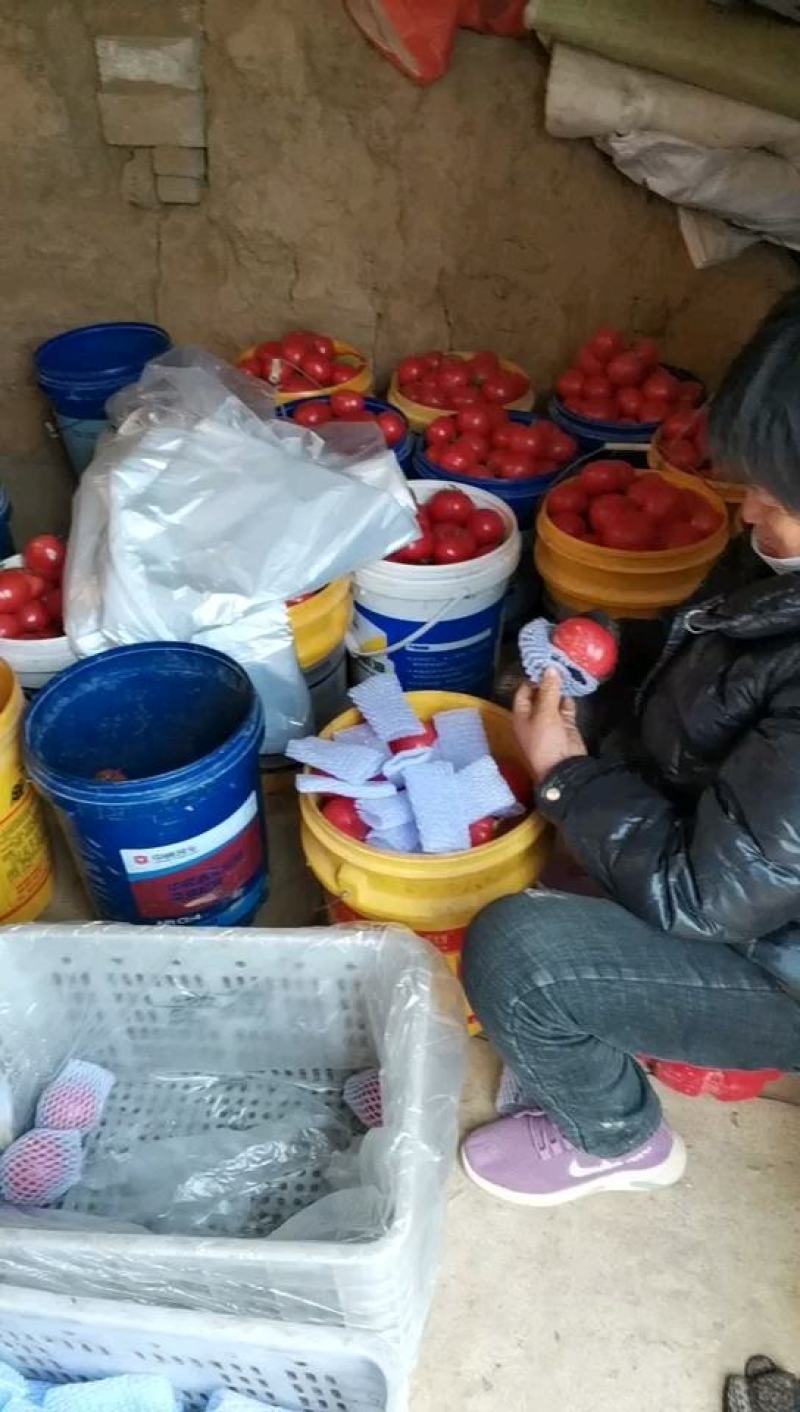 西红柿陕西泾阳，口感西红柿，普罗旺斯