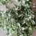 常年出售四季绿色环保蔬菜精品野生荠菜