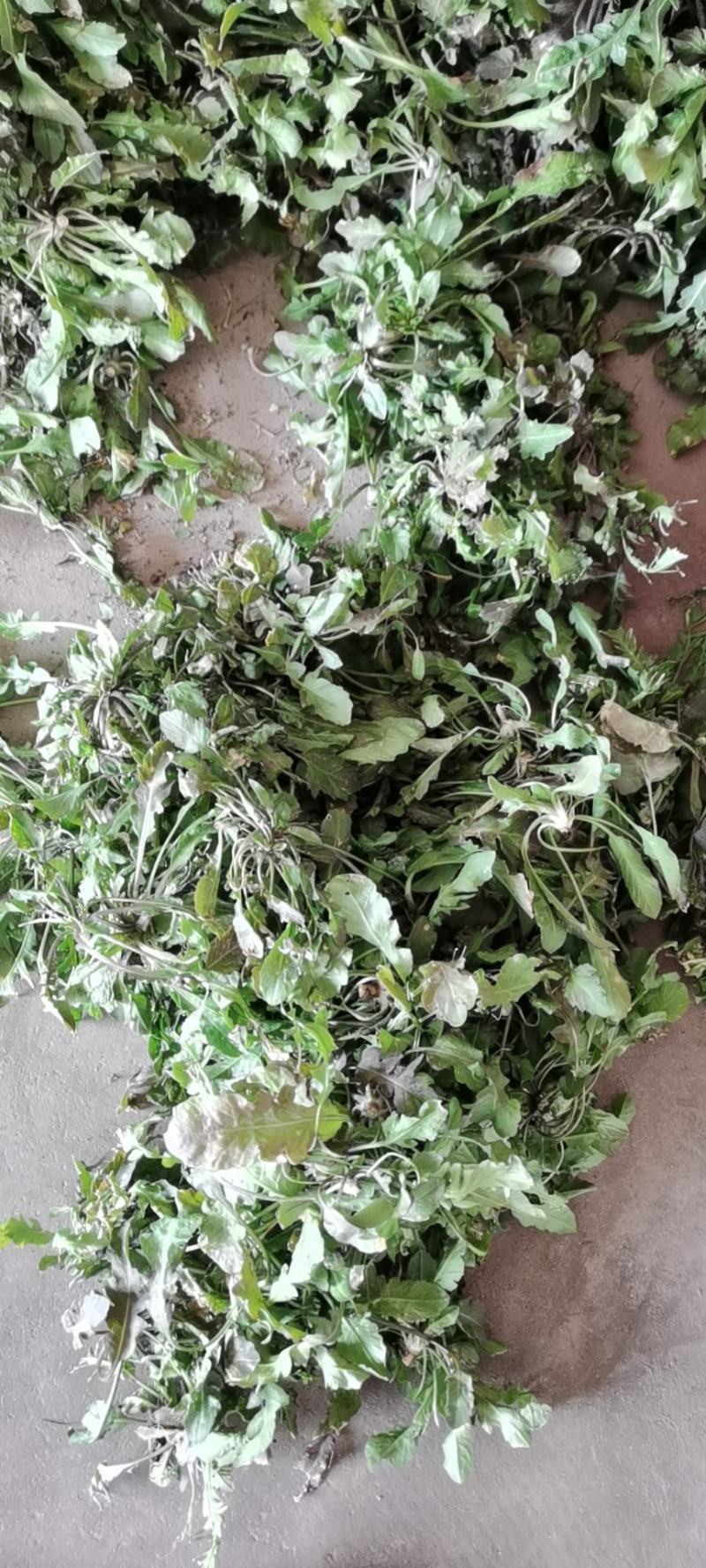 常年出售四季绿色环保蔬菜精品野生荠菜