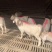 大耳白山羊，大白山羊肉羊品种热销品种，全国包邮货到付款