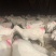 大耳白山羊，大白山羊肉羊品种热销品种，全国包邮货到付款