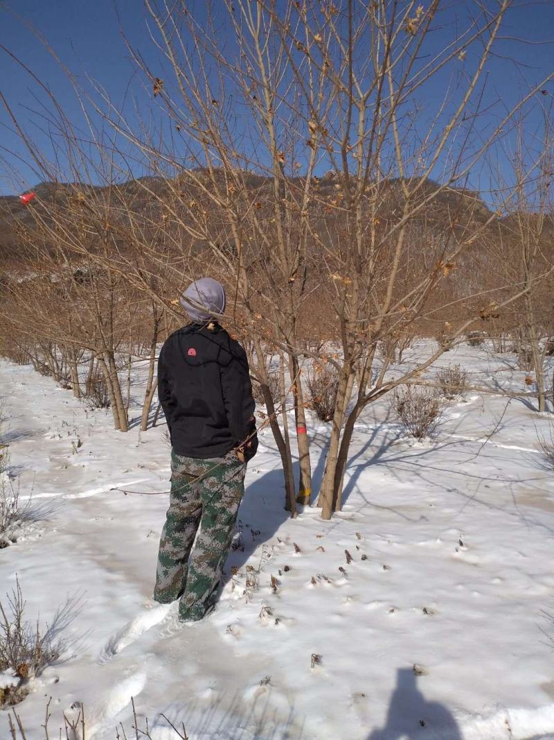 丛生元宝枫，元宝枫绿化树，东北枫叶树，园区景观树