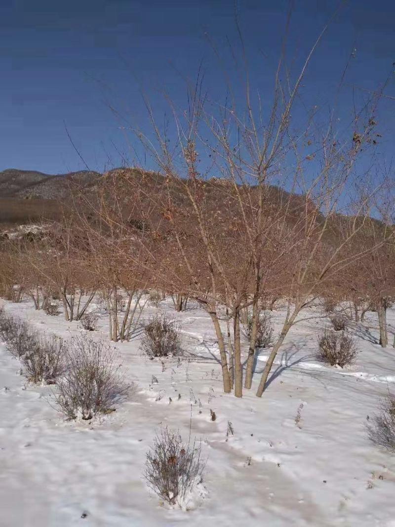 丛生元宝枫，元宝枫绿化树，东北枫叶树，园区景观树