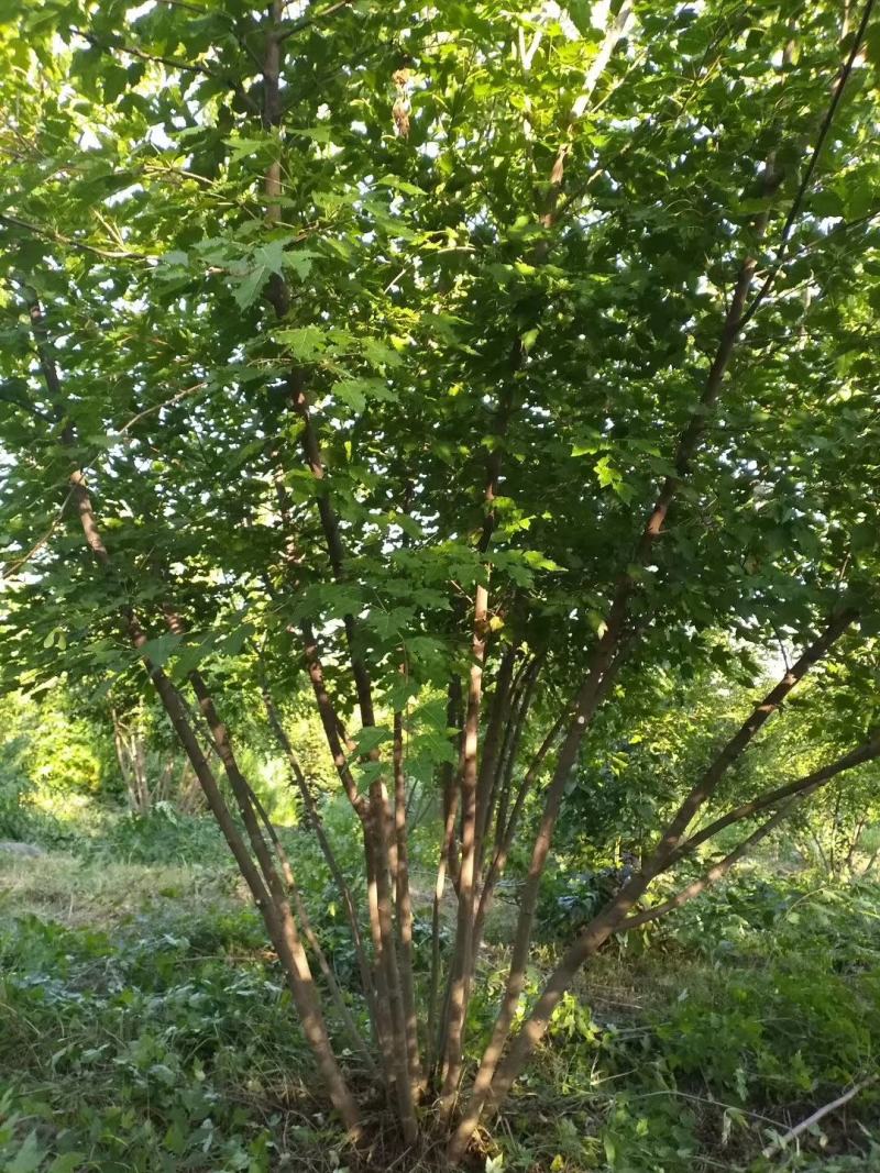 丛生元宝枫，元宝枫绿化树，东北枫叶树，园区景观树