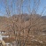 丛生元宝枫，元宝枫绿化树，东北枫叶树，园区景观树
