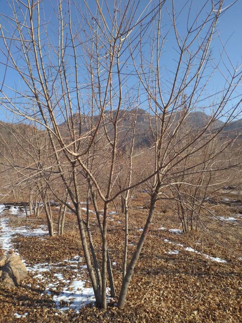 丛生元宝枫，元宝枫绿化树，东北枫叶树，园区景观树