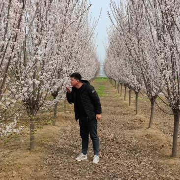 【优质紫叶】10公分12公分15公分红叶李紫叶李。