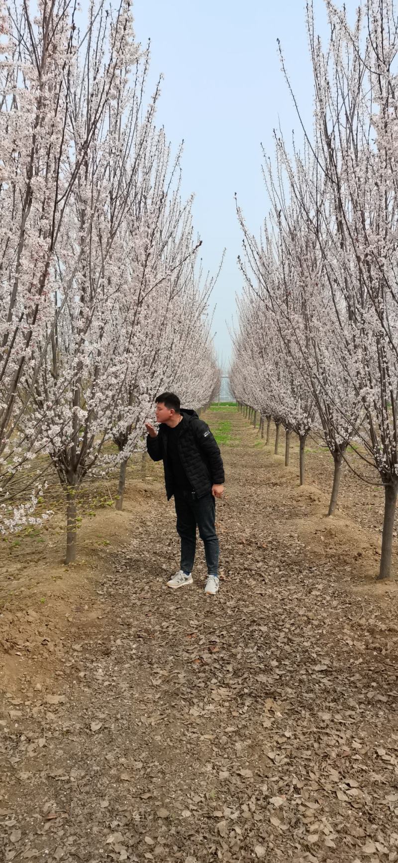 【优质紫叶】10公分12公分15公分红叶李紫叶李。