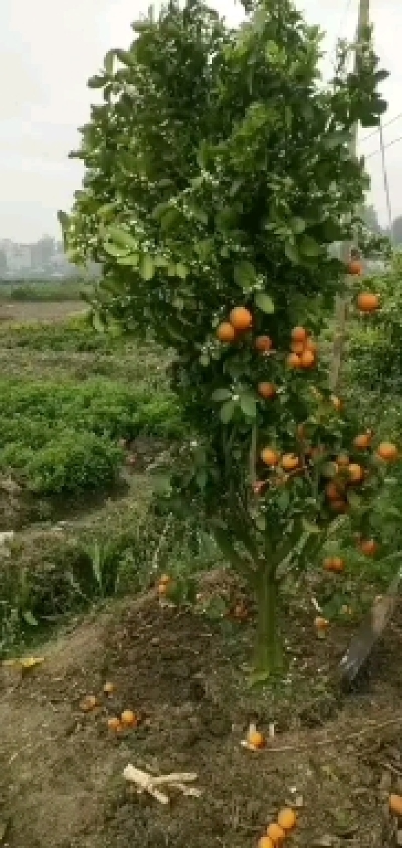 沙糖桔3-6公分大树，可带土球，带果，价钱私聊