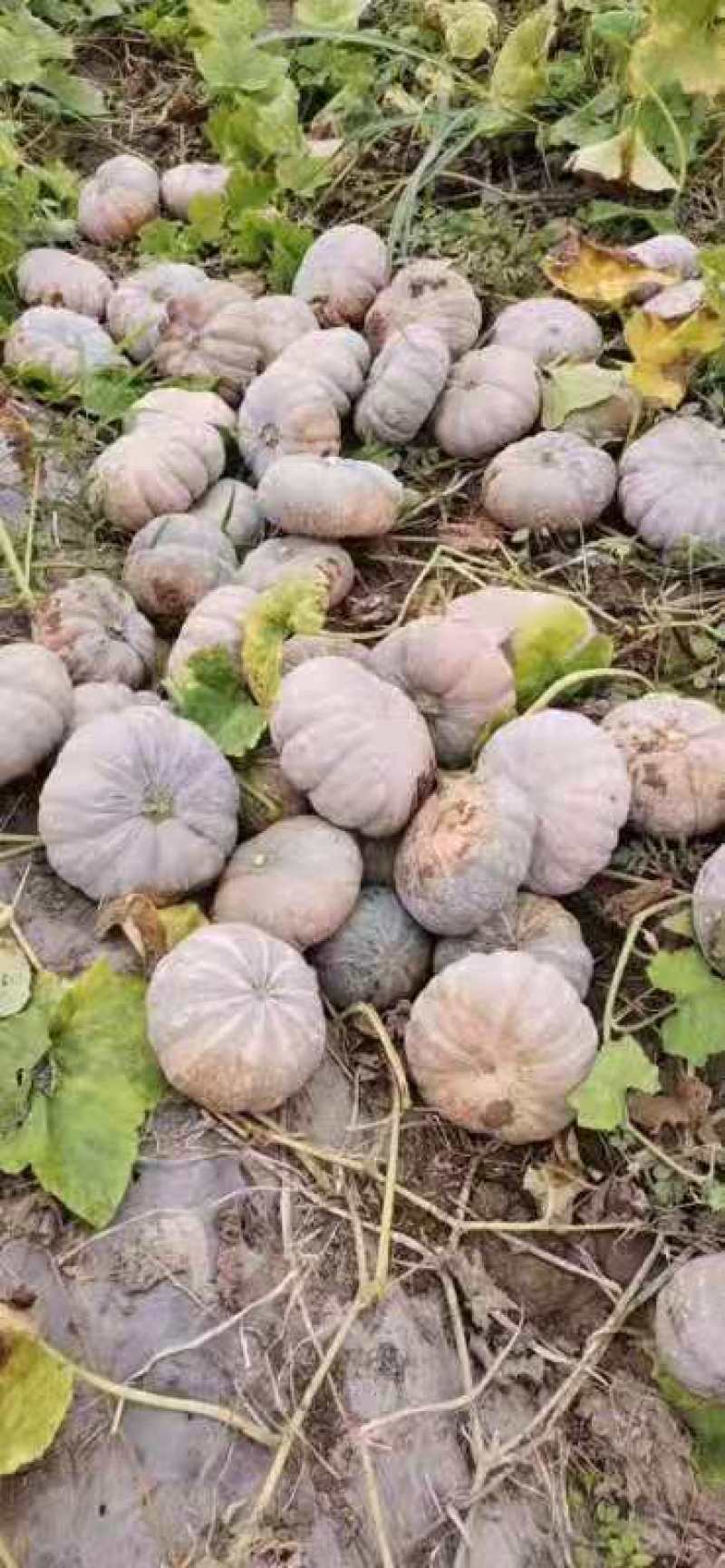 产地直供盘龙202，204板栗南瓜质量佳口感好，又面又甜