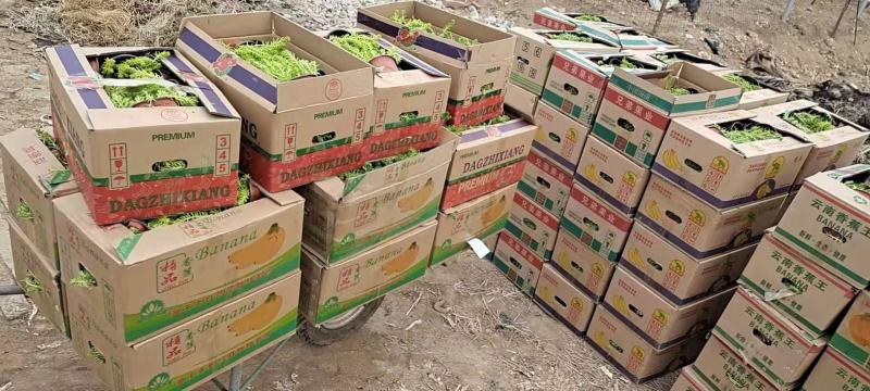 黄金条楼顶花园绿化工程专用