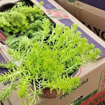 黄金条楼顶花园绿化工程专用
