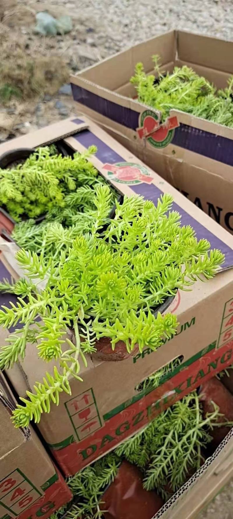 黄金条楼顶花园绿化工程专用