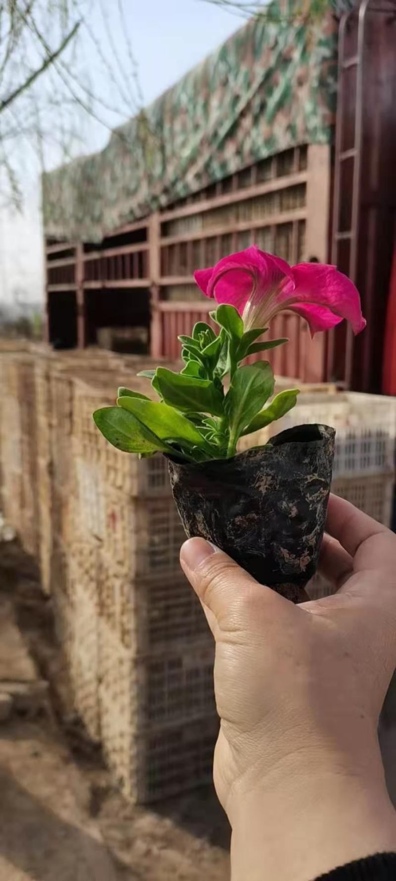 牵牛花矮牵牛栽植租摆矮牵牛
