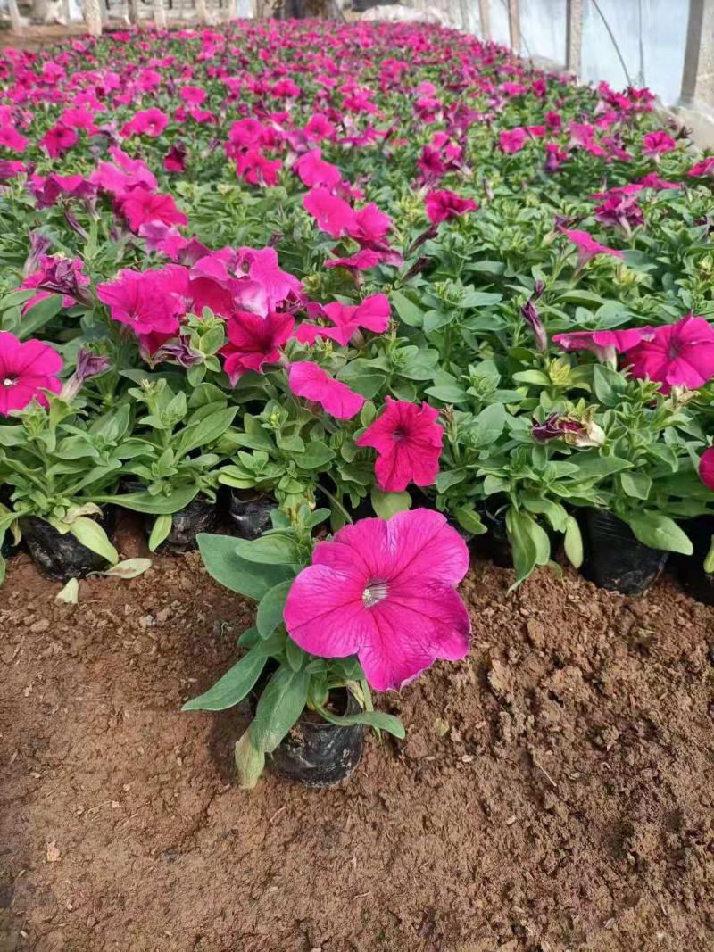 牵牛花矮牵牛栽植租摆矮牵牛